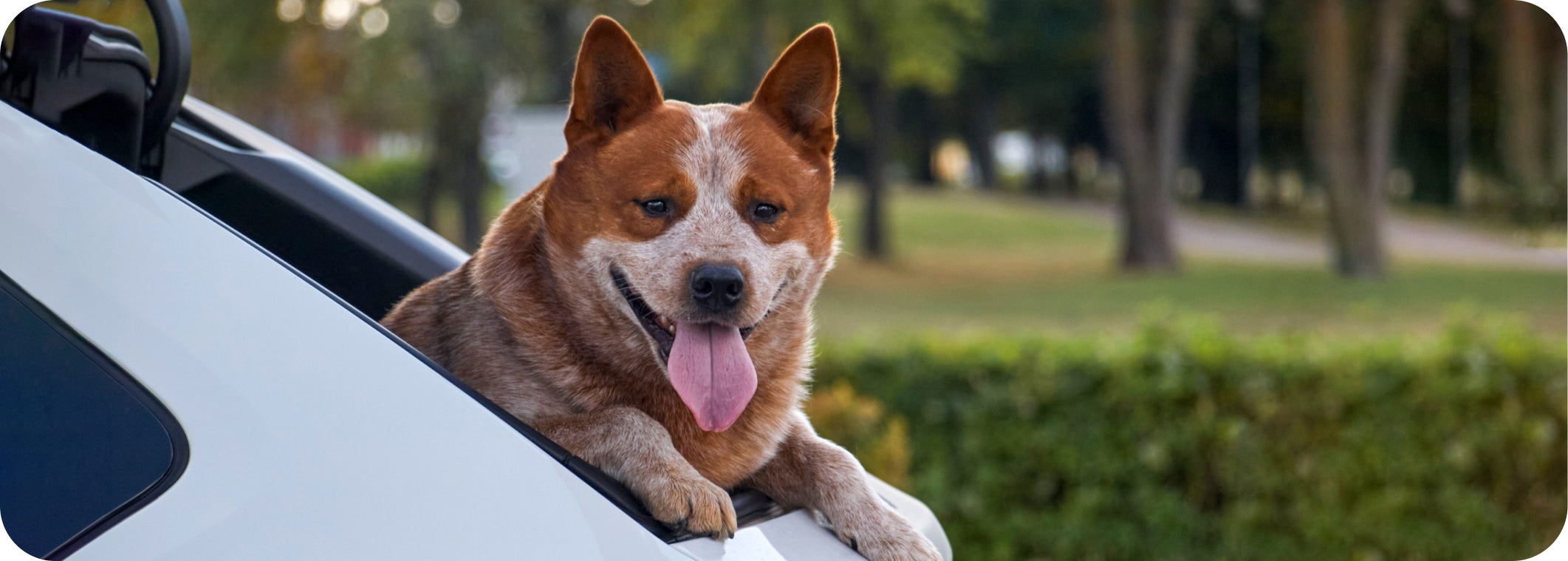 How to Deal with Dog Travel Anxiety?