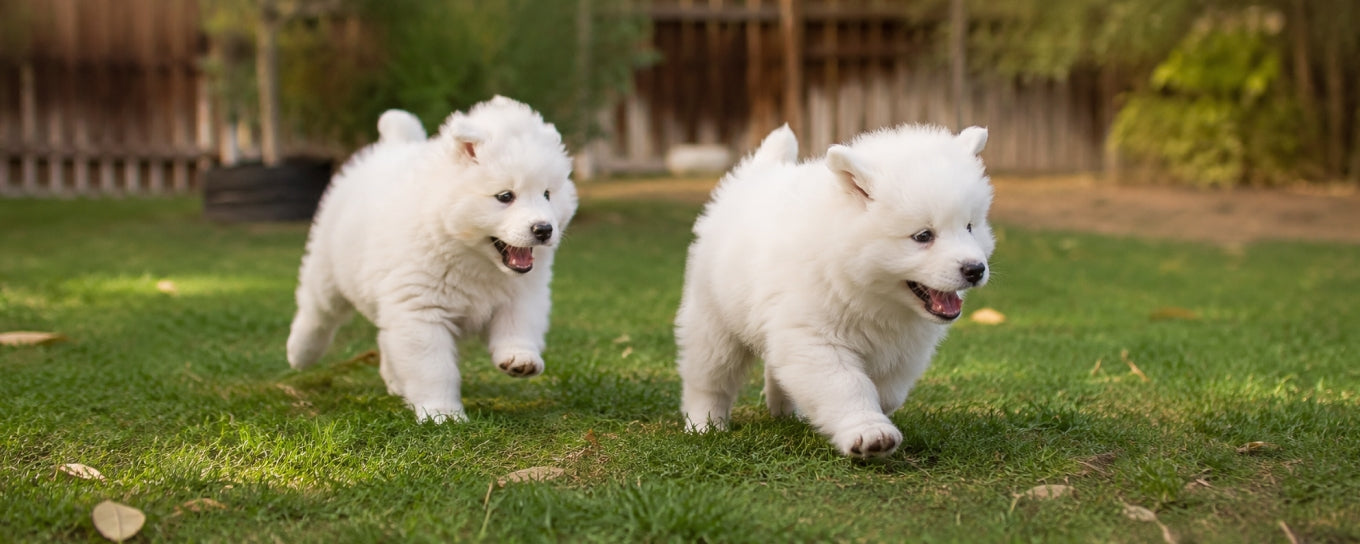 Flea Prevention for Puppies: What New Dog Owners Should Know