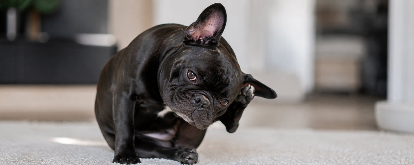 French Bulldog Ear Infections: Are Allergies the Cause?