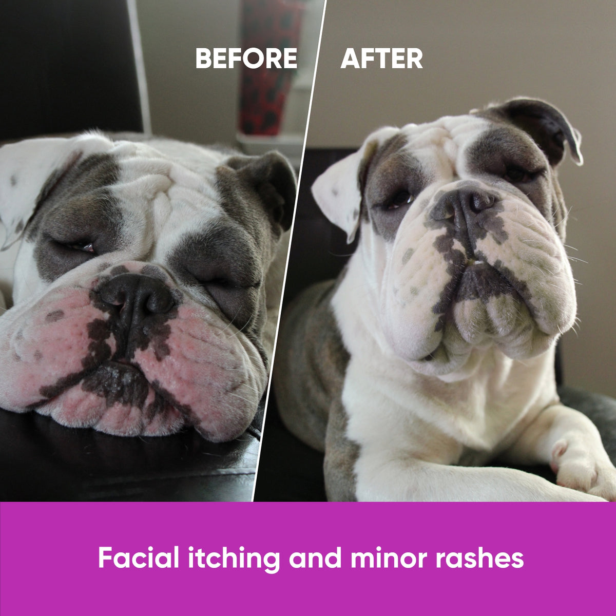 Dog Allergy & Immune Support – 120 Soft Chews