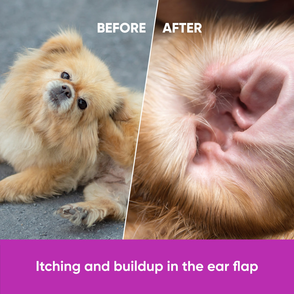 Dog Allergy & Immune Support – 120 Soft Chews